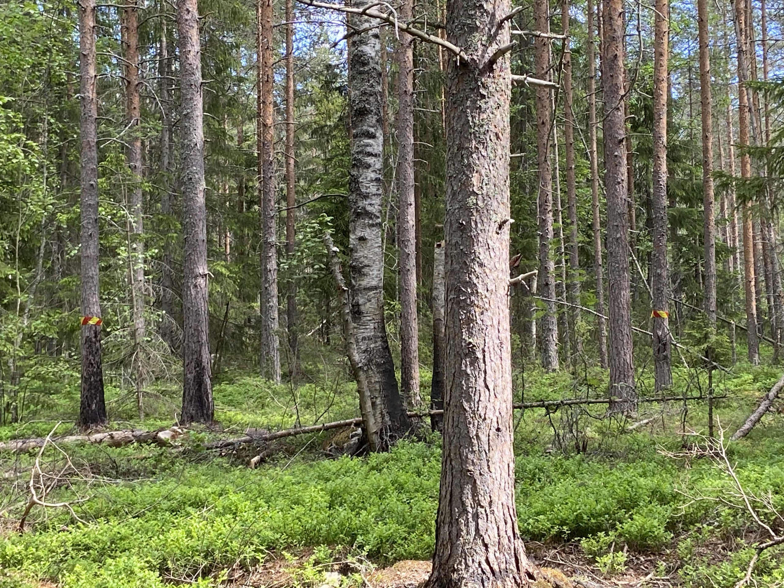 Forest around Umeå. Photo: Ele Carpenter, 2021
