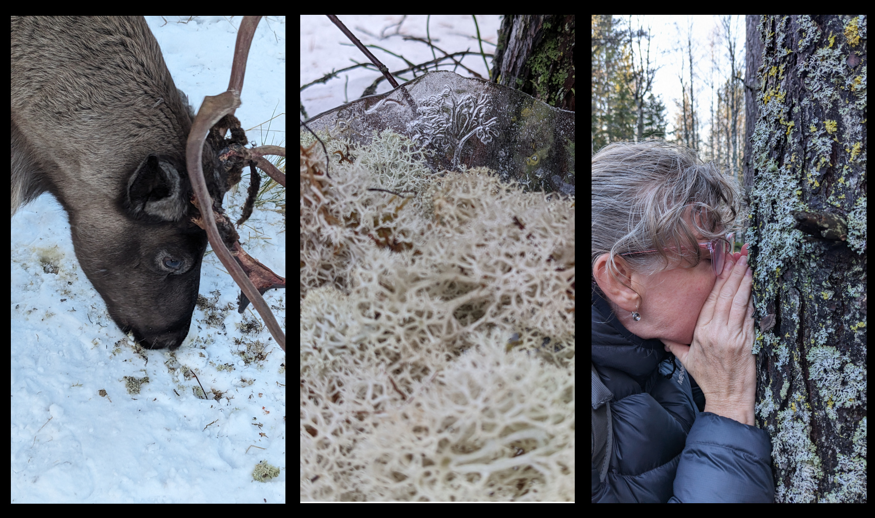 Research-in-progress 2024, Lichen, reindeer, ice and olfaction, Sápmi / Northern Sweden