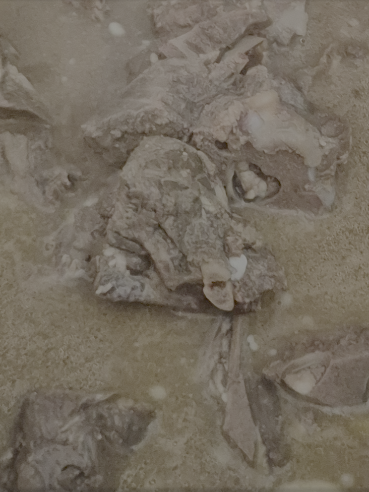 zoomed in biđus soup by The Benevolent Food. Photo by S. Bravo Josephson